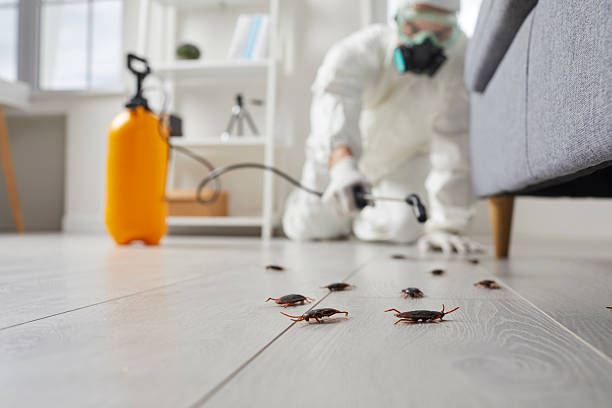 Post-Treatment Bed Bug Interceptor Monitoring in Corrigan